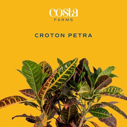 Costa Farms Croton Petra Live Plants (Pack of 2), Indoor Outdoor Houseplants Potted in Plant Pots, Potting Soil Mix, Easy to Grow Tropical House Plants for Home, Office, Fall Room Decor, 1 Foot Tall - Image 3