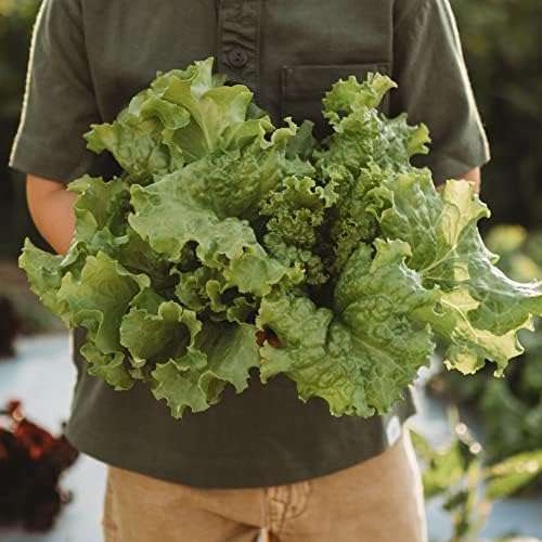 Grand Rapids Lettuce - 250 Lettuce Seeds for Planting, Thresh Seed Co. - Image 3