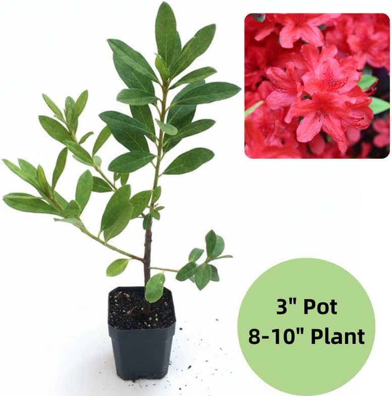 Red Azalea Plant in 4" Pot, 8-10" Tall, Azalea Bush Rhododendron - Image 2
