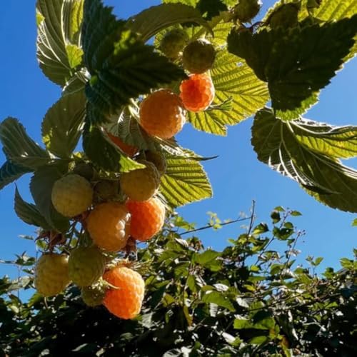 2 Fall Gold Live Raspberry Plants, Home Garden Berry Bush, 4-6 Inch Tall - Image 4