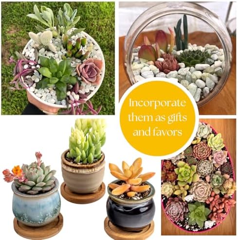 Live Trailing Mystery Succulent | Well Rooted Real Hanging Succulents Planted in 2 inch Pots | Assorted Small Starter Plants for DIY, Home Outdoor/Indoor Wedding or Birthday Gift (4 Pack) - Image 4