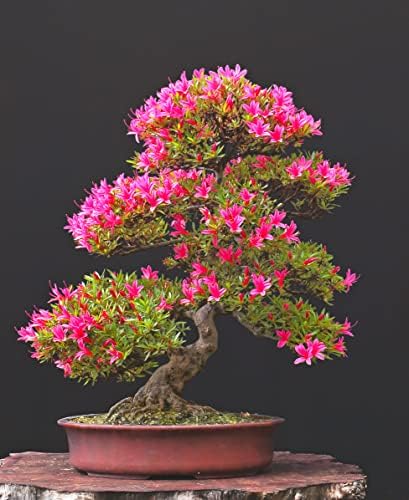Pink Azalea Bonsai Tree Seeds for Planting- 30 Seeds - Prized Flowering Bonsai Specimen by CZGrain