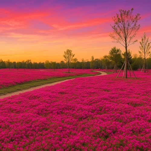 30000 Red Creeping Thyme Seeds, Thymus praecox Cover for Lawns & Gardens - Image 2