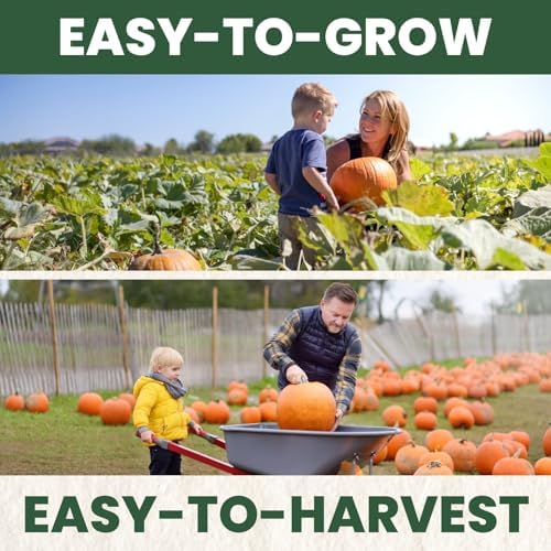 Sugar Pie Pumpkin Seeds – 40 Premium Seeds for Planting – Sweet, Small Baking Pumpkin Variety for the 2026 Season – 6 Gram Pouch - Image 5