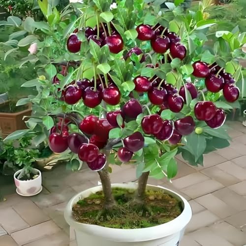 Fruit Seeds Variety Pack 1500pcs 6 Types – High Yield – 400pcs Strawberry, 200pcs Blueberry, 300pcs Raspberry, 300pcs Mulberry, 200pcs Cranberry,20 Cherry - Image 7