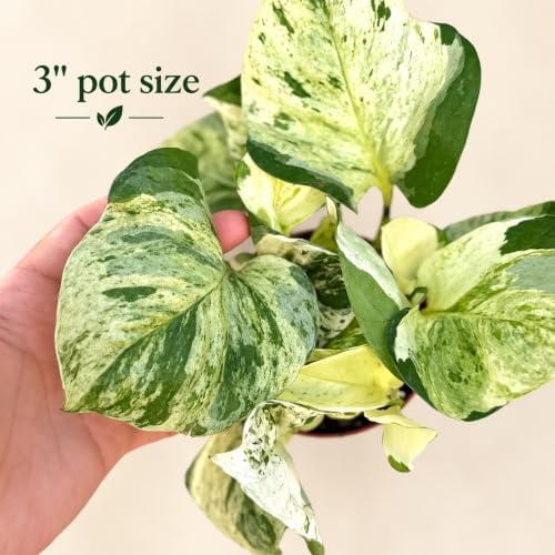 Manjula Pothos Live Plant - Swirled White Variegated Vine - Image 2