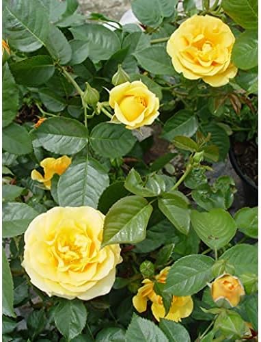 Rosa Julia Child (Floribunda Rose) Rose, Yellow Flowers, #3 - Size Container - Image 5