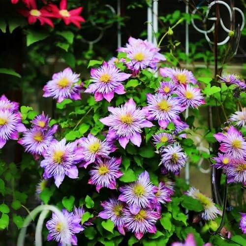 Clematis Seeds, 200 Count, Non-GMO Perennial Climbing Flower Vine for Garden - Image 4