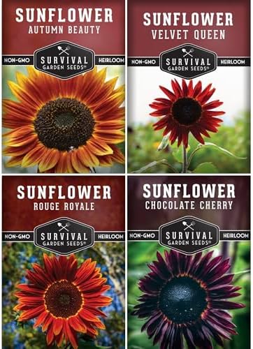 Dark Sunflower Seeds for Planting – 4 Gothic Heirloom Sunflowers by SurvivalGardenSeeds
