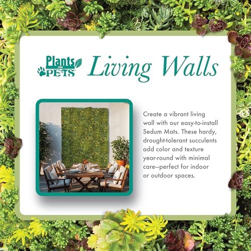 10 in. x 20 in. Sedum Groundcover Mat, Non-toxic Hardy Stonecrop for Landscaping, Live Succulents, Pet Friendly Plants for Cats & Dogs, Drought Resilient, Easy Care - Image 5