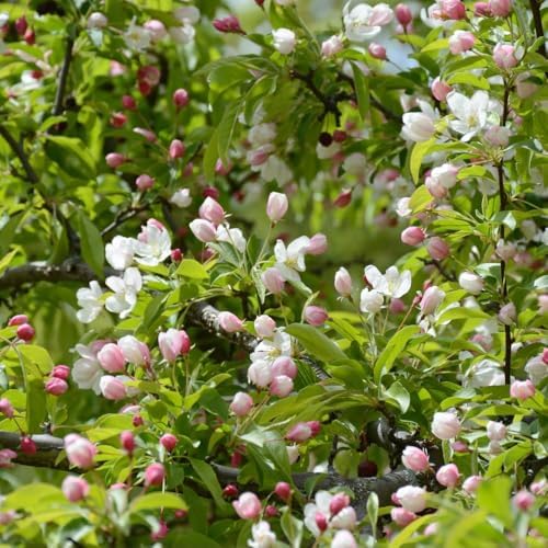 Live Crabapple Plant, 6-10 Inches Tall - Image 4