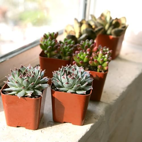 Live Succulents Plant Pack (6-Pack), Real Succulent Plants & Mini Plants for Beginners, Live House Plants, Mini Succulents, Outdoor & Indoor Plants, Live Plants in 2" Grower Pots by Plants for Pets - Image 7