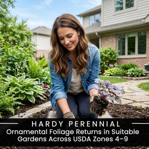 5 Silver Scrolls Coral Bells Live Plant Plugs, Heuchera Shade Perennial - Image 5