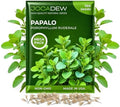 100+ Papalo Seeds – Mexican Herb Papaloquelite (Porophyllum ruderale) – Heirloom Garden Herb Seeds for Outdoor Garden, Raised Beds & Containers by Jocadew