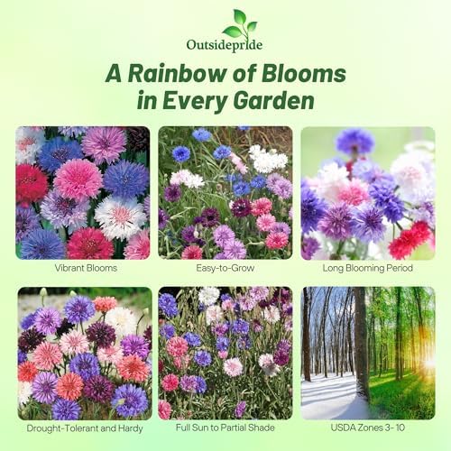 Outsidepride Dwarf Polka Dot Mix Cornflower Seeds - 1000 Pcs. Annual Bachelor's Button Flower Seeds for Cut Flower Gardens, Drought-Tolerant, Attracts Pollinators, Ideal for Borders & Bouquets - Image 2