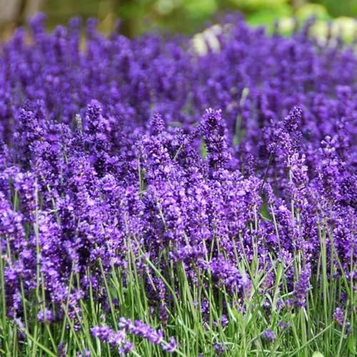 Lavender Seeds for Planting, English Lavender Seeds Indoor & Outdoor, 7000+ Heirloom Seeds, High Germination, Easy to Grow, Fragrant Flowers, Culinary & Crafts (0.7 oz) - Image 2