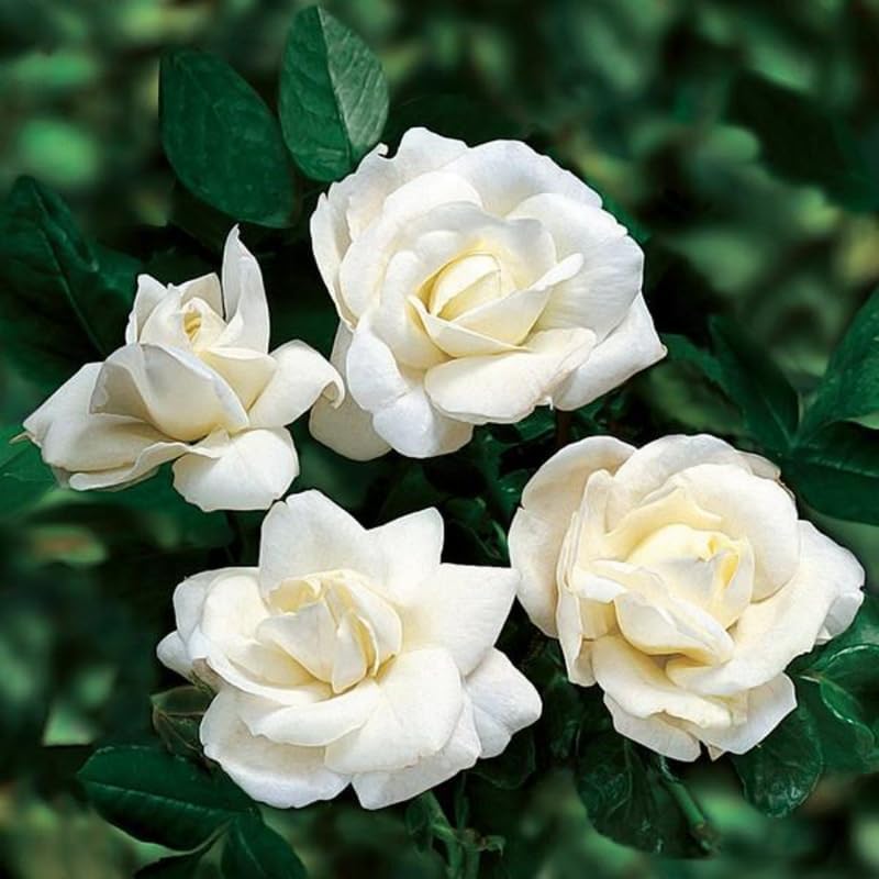 White Climbing Rose Live Plant, Flower, 5-10 Inch Tall - Image 3