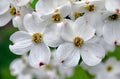 White Dogwood Tree Live Plant 3-4 Ft Tall – Cornus Florida – Huge 4 Inch White Blooms – Outdoor Ornamental Flowering Tree for Yard, Landscaping & Garden – Hardy Deciduous Dogwood by Japanese+Maples+and+Evergreens