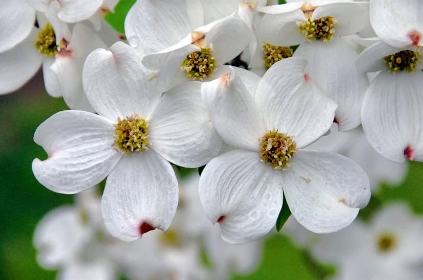 White Dogwood Tree Live Plant 3-4 Ft Tall – Cornus Florida – Huge 4 Inch White Blooms – Outdoor Ornamental Flowering Tree for Yard, Landscaping & Garden – Hardy Deciduous Dogwood by Japanese+Maples+and+Evergreens
