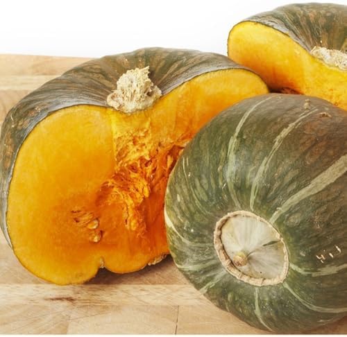 Burgess Buttercup Squash Seeds for Planting - Heirloom Non GMO - Image 2