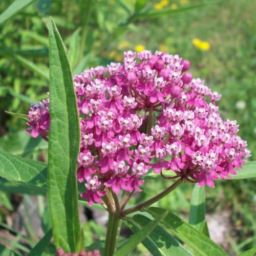 2 Purple Butterfly Milkweed Plants, 4-8" Tall - Image 6