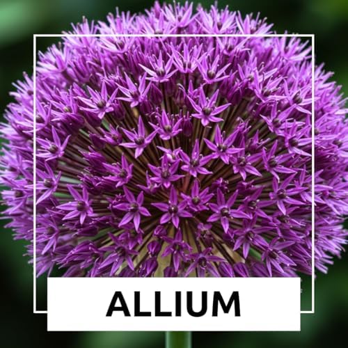 Purple Allium Bulbs for Planting - Easy to Grow Perennial Flowers, Top Size Bulbs, Large Spherical Blooms (20 Bulbs) - Image 3