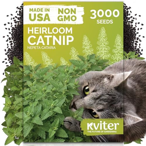 3,000 Catnip Heirloom Herb Seeds for Planting, Nepeta Cataria by KVITER