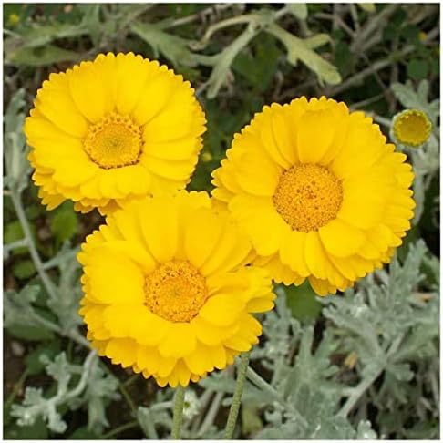 1 Lb Desert Marigold Native Wildflower Seeds - Gold Vault by Everwilde+Farms