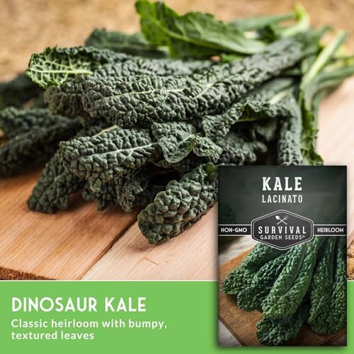 Lacinato Kale Seeds for Planting, Dinosaur Tuscan Variety - 3 Packs - Image 5