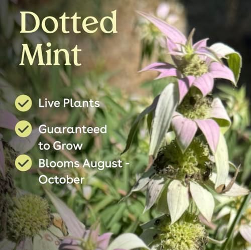 Spotted Beebalm 6 Live Plants (Monarda punctata) – Native Perennial Wildflower for Pollinator & Hummingbird Gardens, Drought Tolerant, Low Maintenance, Full Sun Landscaping Plant - Image 3