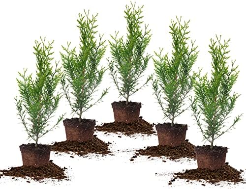 Perfect Plants Thuja Green Giant Arborvitae, 1 Gal (5-Pack), Privacy Trees by PerfectPlantsNursery