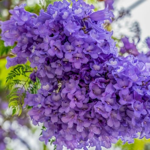 Jacaranda Tree Live Plant, 4-6 Inches Tall, - Image 4