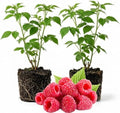 2 Red Raspberry Plants Live, Sweet Edible Berry Bush, 5-8 Inch Tall by Unknown