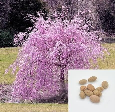 30 Japanese Flowering Cherry Blossom Bonsai Seeds, Sakura Bonsai Seeds - Fresh Exotic Rare Bonsai Seeds - - Image 2