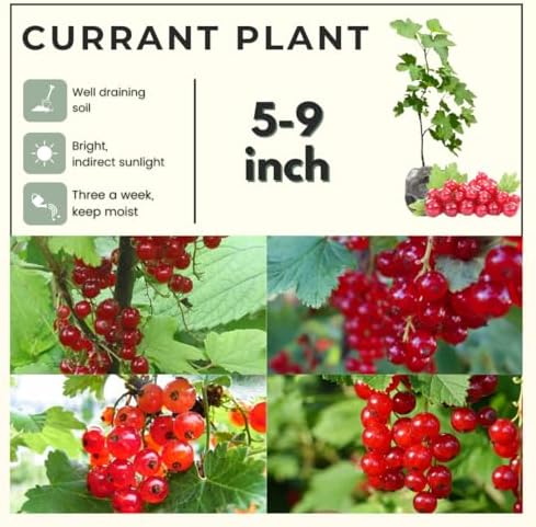 Red Currant Bush Live Plant, Backyard Berry Shrub Fruit Tree, 5-9 Inch Tall - Image 3
