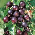 Jeanne Gooseberry Bush Live Plant, Berry Fruit for Planting, 5-9" Tall by HILROQG