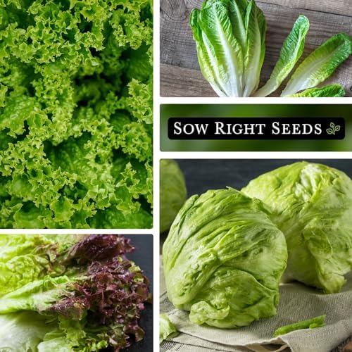 Sow Right Seeds - Large Lettuce Seed Collection for Planting Vegetables - Image 3