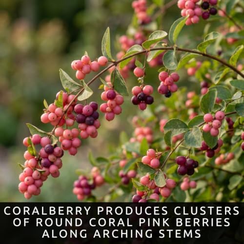 Coralberry Bush Seeds for Planting | 100 Seeds | Pink Berry Native Shrub - Image 2