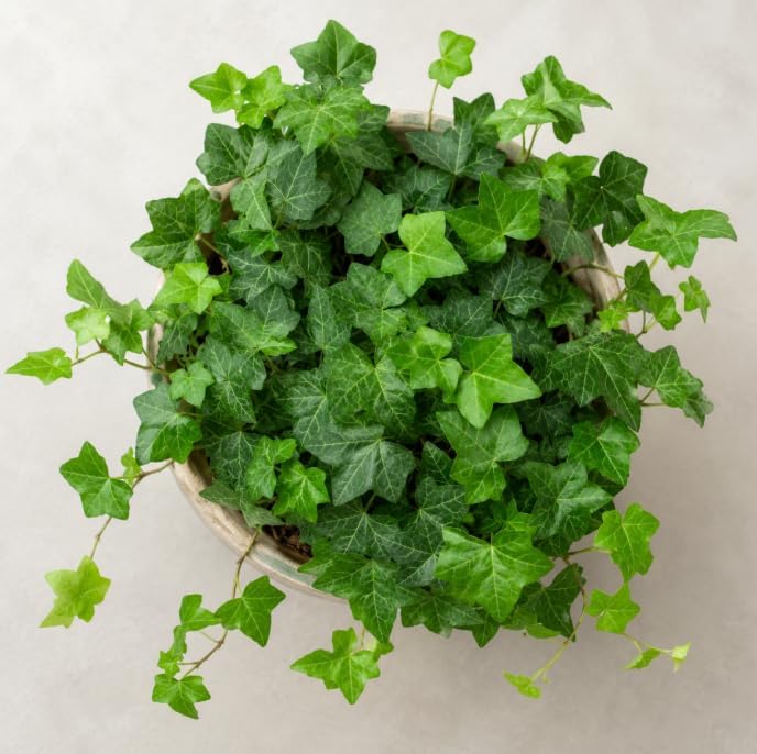 Pack of 2 Plants in a Pot English Ivy Plants Live, Green Vine Plants 3 to 5 Inch Tall, Trailing Foliage Plants for Indoor and Outdoor Garden, No in CA - Image 3