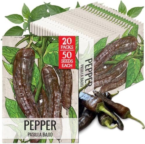Seed Needs Pasilla Bajio Hot Pepper Seeds to Plant Vegetables - 20 Packs by SeedNeeds