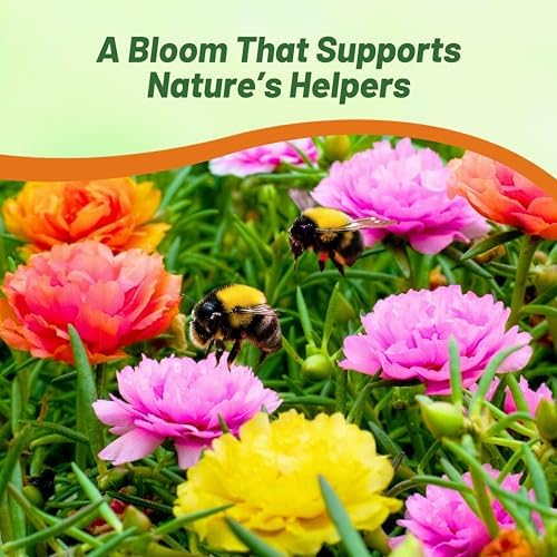 Outsidepride Mixed Moss Rose Seeds - 10000 Pcs Annual, Drought & Heat Tolerant, Pollinator Friendly Ground Cover Seeds for Planting w/Vibrant Blooms & Succulent Foliage, Ideal for Xeriscaping - Image 4