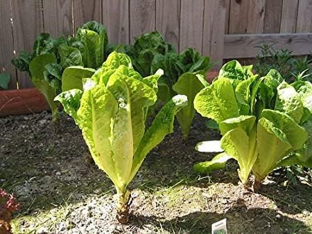 Parris Island Romaine Lettuce Seeds - 2000+ Count - for 2026 Planting USA Garden Vegetable Salad Green Leaf Spinach Butterhead Romaine Cabbage Heirloom Grow Your Own Home Farm Patio - Image 2