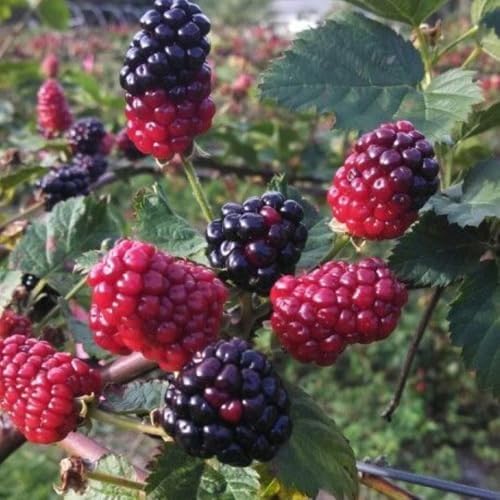 Set 2 Boysenberry Live Plant, 4-7 Inches Tall - Image 6