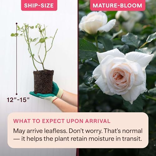 Heirloom Climbing Roses, Live Own Root Plant, Arborose® Honeymoon - Image 2