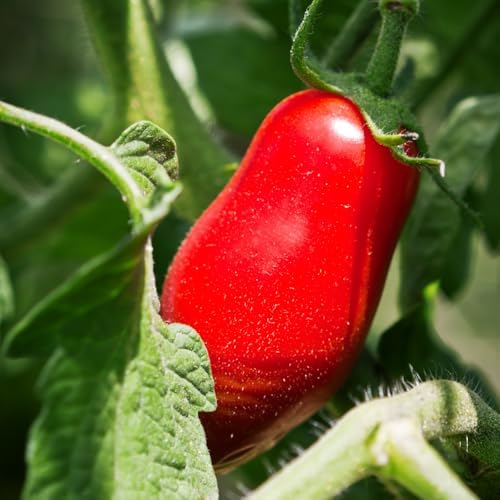 San Maranzo Tomato Plants, 4 Inch Pot - Image 2
