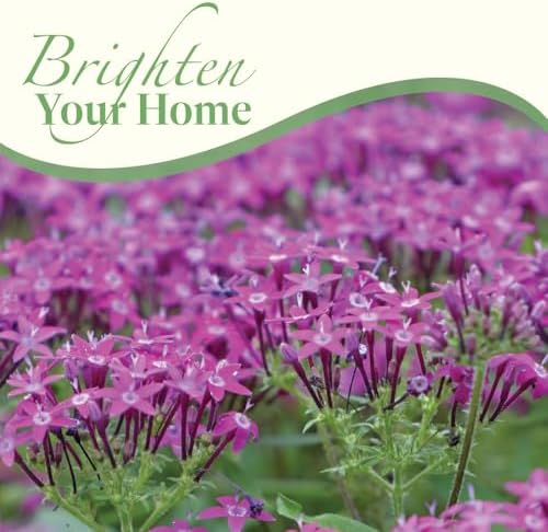 American Plant Exchange Penta 'Violet' – 6-Inch Pot – Live Flowering Plant with Rich Purple Blooms, Heat-Tolerant Outdoor Annual for Pollinator Gardens, Patios, Containers & Landscapes - Image 7