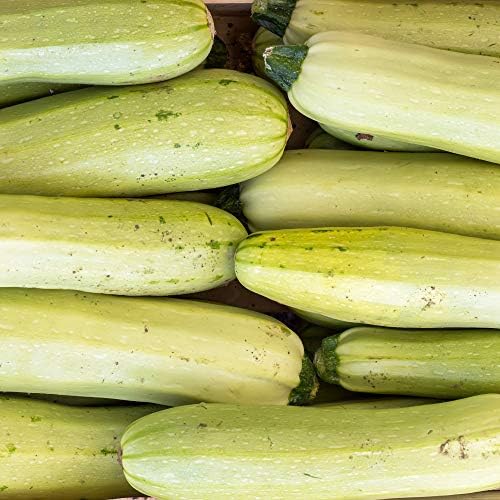 Mountain Valley Seed Co Bianco Di Trieste Zucchini Seeds 1 Oz ~250 Seeds by MountainValleySeedCompany