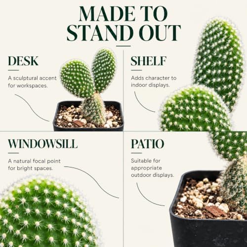 Opuntia White Bunny Ear Cactus Live Plant - Indoor Outdoor Succulent Gift - Image 5