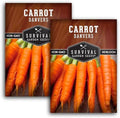 Danvers Carrot Seeds for Planting - Survival Garden Seeds (2 Packs) by SurvivalGardenSeeds