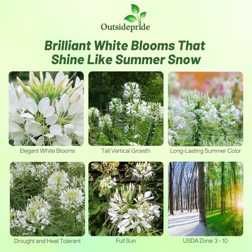 Outsidepride White Cleome Seeds - 1000 Pcs Annual Flower Seeds with Large, Airy, Spidery Blooms, Drought Tolerant Spider Plant for Xeriscaping, Flower Bed, Border, Pollinator, & Cut Flower Garden - Image 2